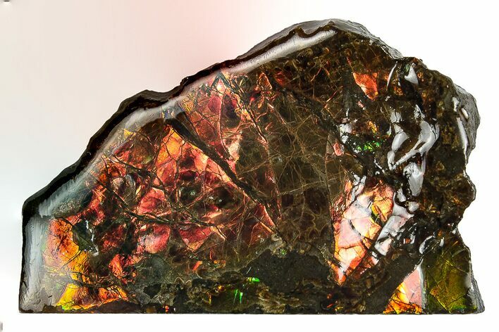 Iridescent Ammolite (Fossil Ammonite Shell) - Fiery Red #242995